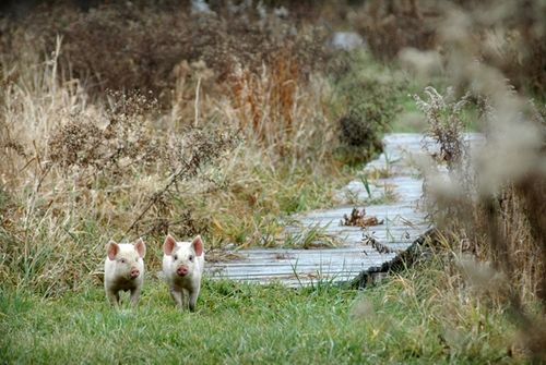 我們的環(huán)境會(huì)好嗎？——“數(shù)說(shuō)”大氣、水、土壤污染防治三大戰(zhàn)役
